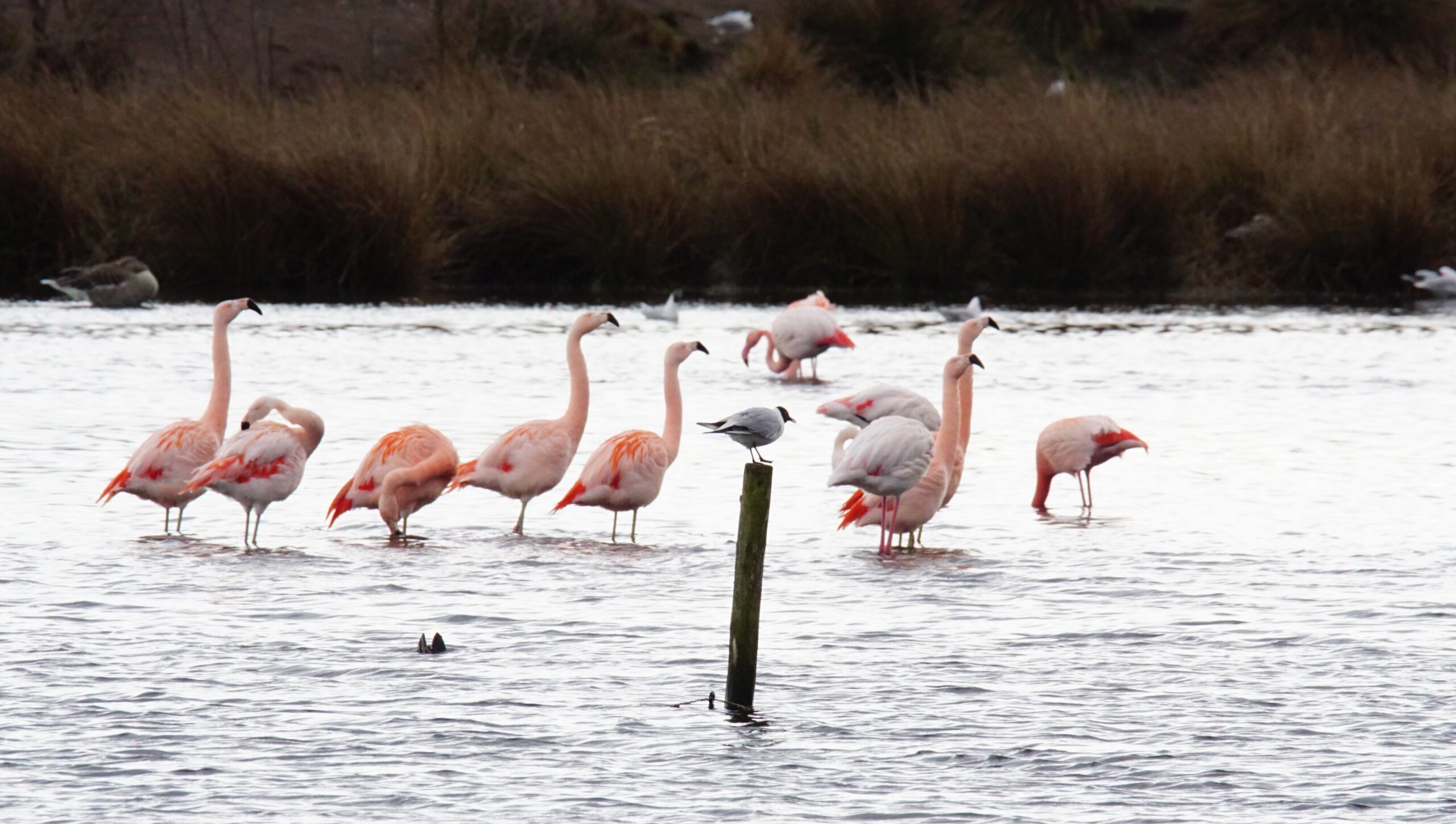 10 flamingo's in het Zwillbrocker Venn (1)