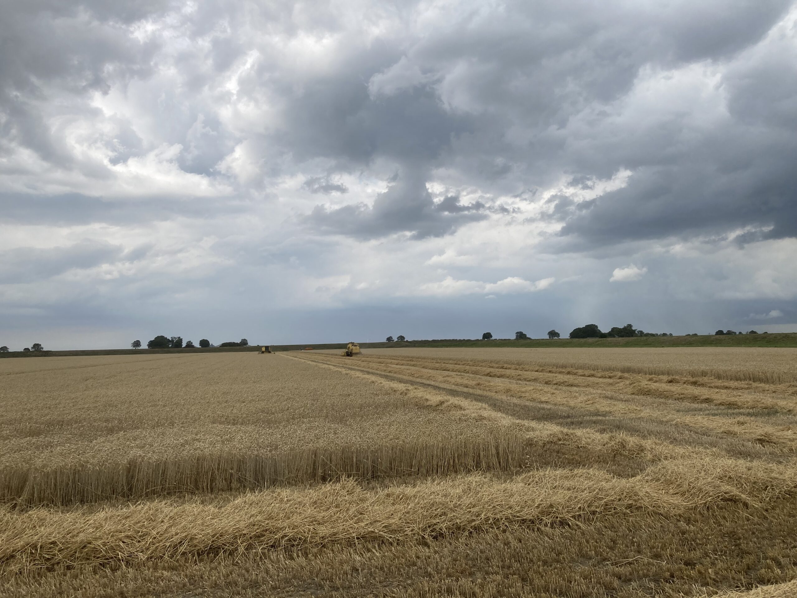 graanoogst in een Dollardpolder met 2 combines