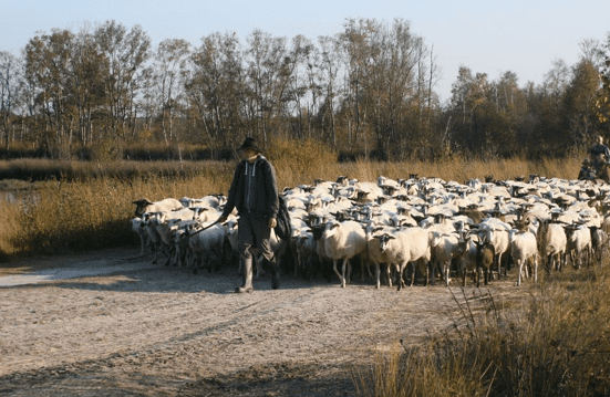 Schapen op pad naar een dag werken